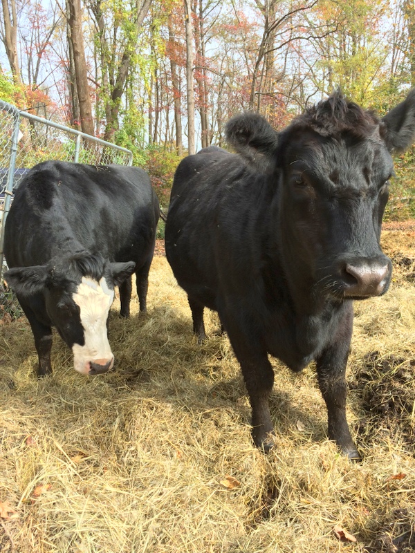 How to Start a Cattle Farm on Small Acreage Countryside